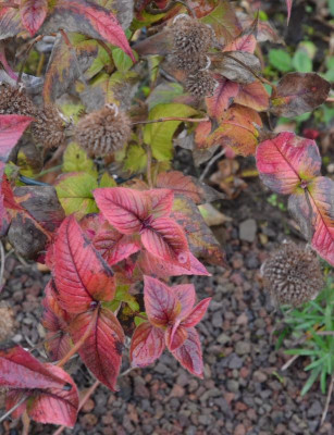 Monarda_bradburiana.18-1.jpg