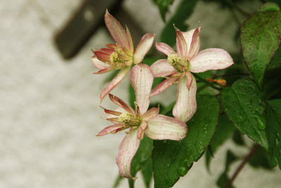 Gartenladies-Marjorie.jpg