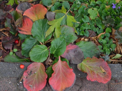 Bergenia-BabyDoll.18-4.jpg