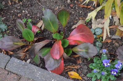 Bergenia-DragonflySakura.18-2.jpg