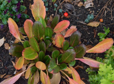 Bergenia_purpurascens.Wintermärchen.18-3.jpg