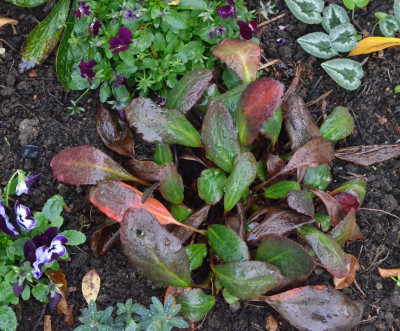 Bergenia-DragonflyAngelKiss.18-3.jpg
