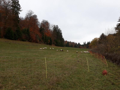 wiesentalimnovember.jpg