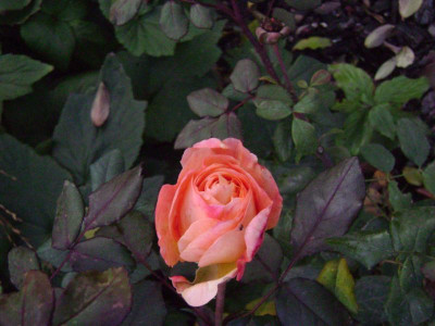 DSC02278.JPG