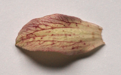 Marjorie-Bluetenblatt.jpg