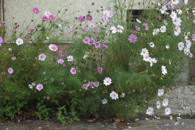 cosmea.jpg