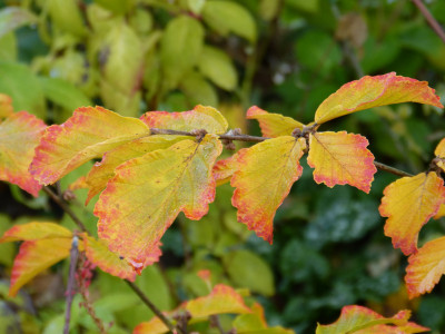 2018-11-10 Hamamelis vernalis 'Amethyst' 1.jpg