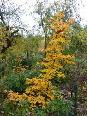 2018-11-10 Parrotia persica.jpg