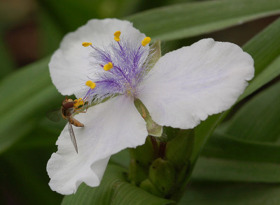 Tradescantia-100507.jpg