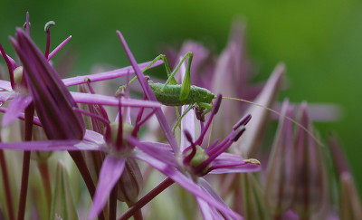 Allium-mit-Grun-100507.jpg