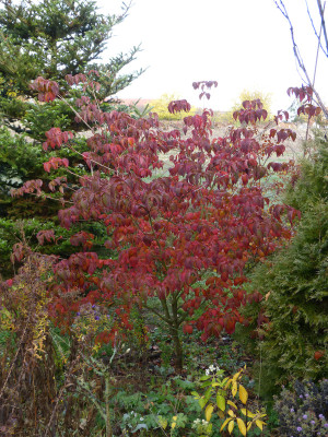 2018-11-10 Cornus kousa 'Satomi'.jpg