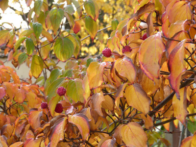 2018-11-10 Cornus kousa 1.jpg