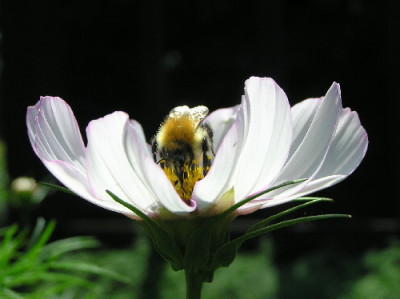 Cosmee-B-1.jpg