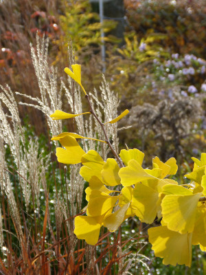 2018-11-10 Gartenimpressionen 1.jpg
