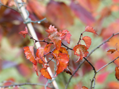 2018-11-10 Betula 'Crimson Frost'.jpg