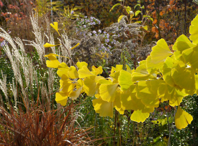2018-11-10 Gartenimpressionen 2.jpg