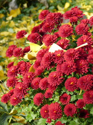 2018-11-10 Gartenimpressionen 3.jpg