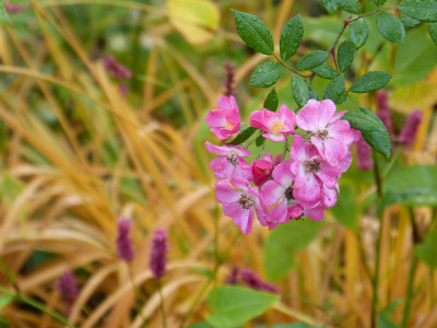 2018-11-10 Gartenimpressionen 4.jpg