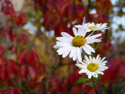 2018-11-10 Gartenimpressionen 5.jpg
