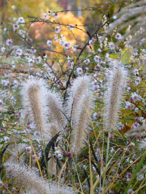 2018-11-10 Gartenimpressionen 7.jpg