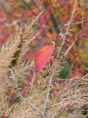 2018-11-10 Gartenimpressionen 9.jpg