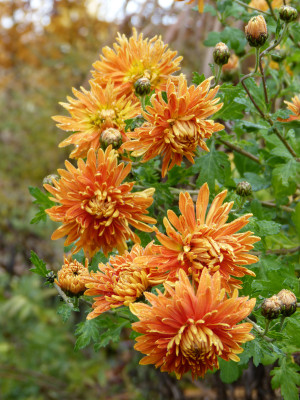2018-11-10 Chrysanthemum 'Ordensstern' 2.jpg