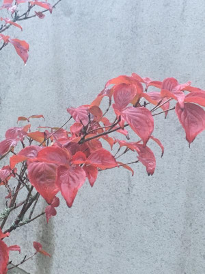 9E059120-C014-41A7-A610-D0909D568D3E.jpeg