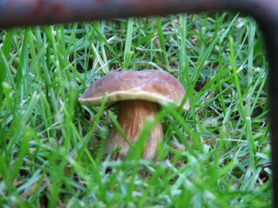 Pilz.JPG