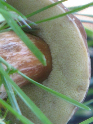 Pilz 1.JPG