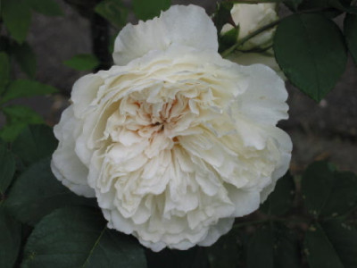 Sombreuil_erste_Bluete_07.jpg