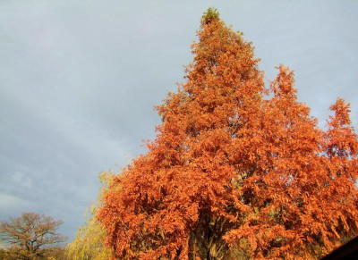 11.11.2018 10-00-41_7849.jpg
