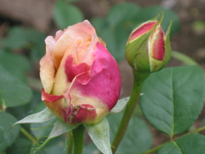 Knospen_Queen_Nefertiti__Mai_07__.jpg