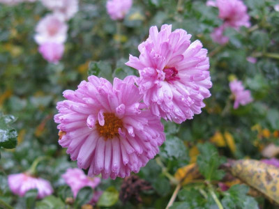 Rotes Julchen 111118.JPG