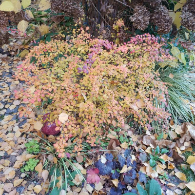 IMG_20181109_142712.jpg