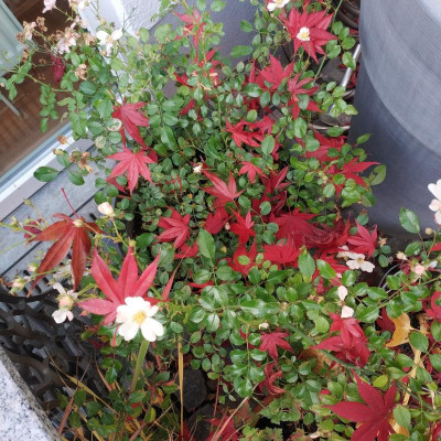 IMG_20181109_142128.jpg