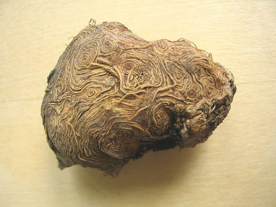Wurzelknolle_fars_2007.jpg