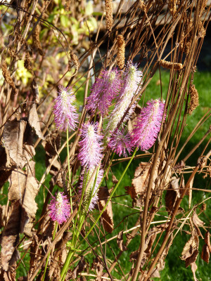 2018-11-11 Sanguisorba 'Pink Brushes'.jpg