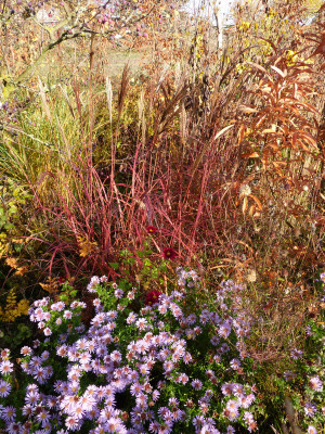2018-11-11 Miscanthus 'Red Chief'.jpg