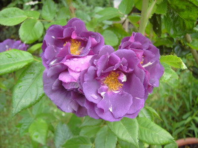 PICT1204.JPG