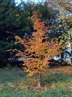 20181111_100229.jpg
