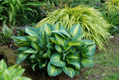 June-und-Hakonechloa-2-k.jpg