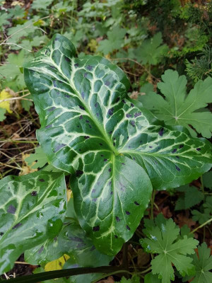 20181112_Arum_italicum_Chui.jpg