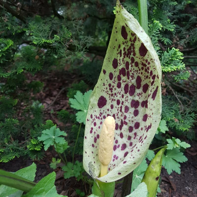 20180510_100631[1].jpg