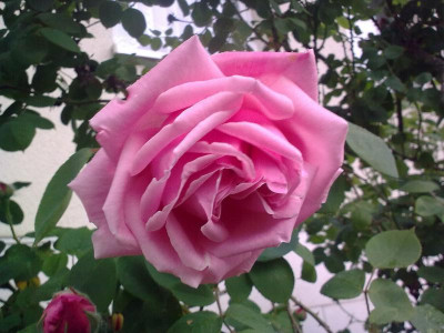 _Ermischstr._rosa_Bild0174.jpg