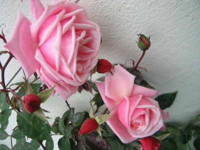 blossomtime030.JPG