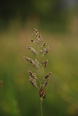 gras_mai_1.jpg