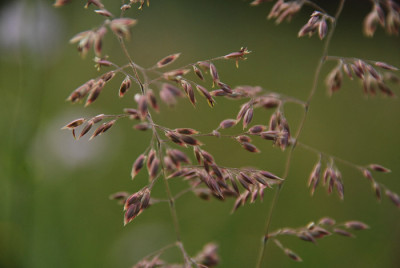 gras_mai_2.jpg