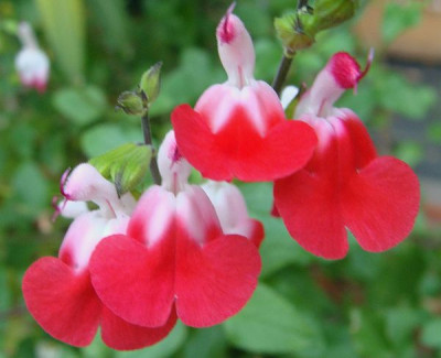 Salvia x jamensis Hot Lips18.jpg