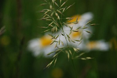 gras_mai_3.jpg