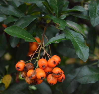 Pyracantha-OrangeCharmer.18-2.jpg